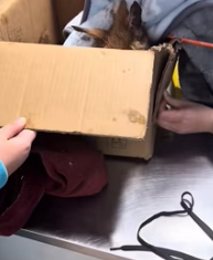 T2511010 #dog #poordog #rescuedog_part2