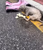 T2511011 #dog #poordog #dogsoftiktok #fyp_part2