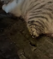 T2511012 #cat #catsoftiktok #poorcat #rescuecat part2