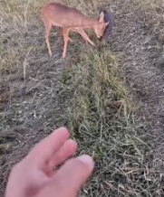 T2511014 #animals #poor #respect_part2