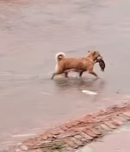 T2511015 #dog #dogsoftiktok #poordog #rescuedog_part2