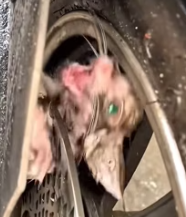 T2511018 #cat #catsoftiktok #poorcat #rescuecat part2