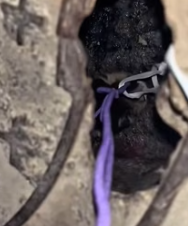 T2511017 #cat #catsoftiktok #poorcat #rescuecat part2