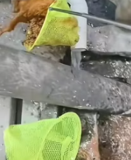 T2511019 #cat #catsoftiktok #poorcat #rescuecat part2