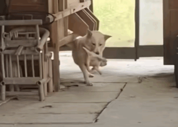 T2511025 #dog #dogsoftiktok #poordog #rescuedog part2