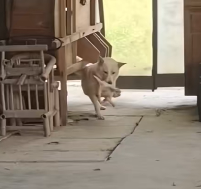 T2511025 #dog #dogsoftiktok #poordog #rescuedog part2