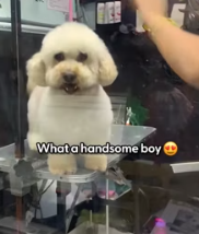 T2511002 senior dog glow up will melt your heart Zoë shared part2