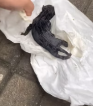 T2511024 #dog #dogsoftiktok #poordog #rescuedog part2