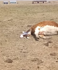 T2511026 #animals #cow_part2