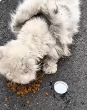 T2511029 #cat #catsoftiktok #poorcat part2