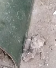 T2511028 #cat #catsoftiktok #poorcat_part2