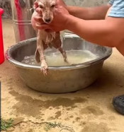 T2511031 #dog #dogsoftiktok #poordog part2