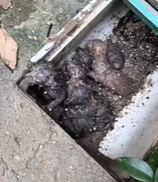 T2511032 #cat #catsoftiktok #poorcat part2