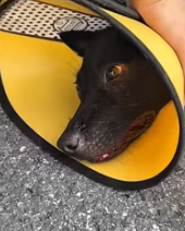 T2511034 Rescue Animal_part2