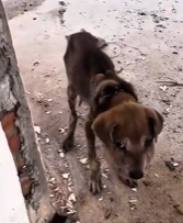 T2511037 #dog #dogsoftiktok #rescuedog #poordog #fyp_part2