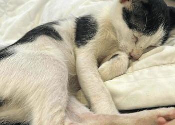 🐾 From the Streets of Vietnam to a Forever Home in Canada