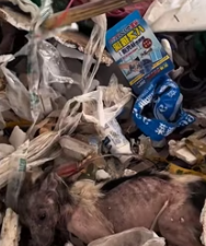 T2511036 #dog #dogsoftiktok #poordog #rescuedog part2