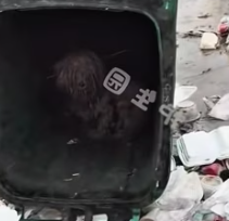 T2511039 #dog #dogsoftiktok #poordog #rescuedog part2