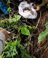 T2511038 #dog #dogsoftiktok #poordog #rescuedog part2