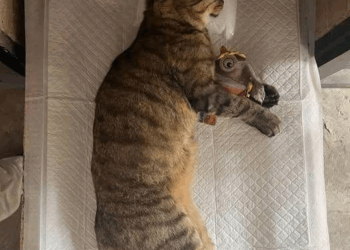 🌈 Saying Goodbye to Qiqi: The Cat Who Saved My Life