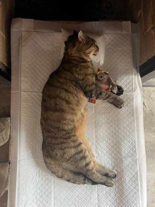 🌈 Saying Goodbye to Qiqi: The Cat Who Saved My Life