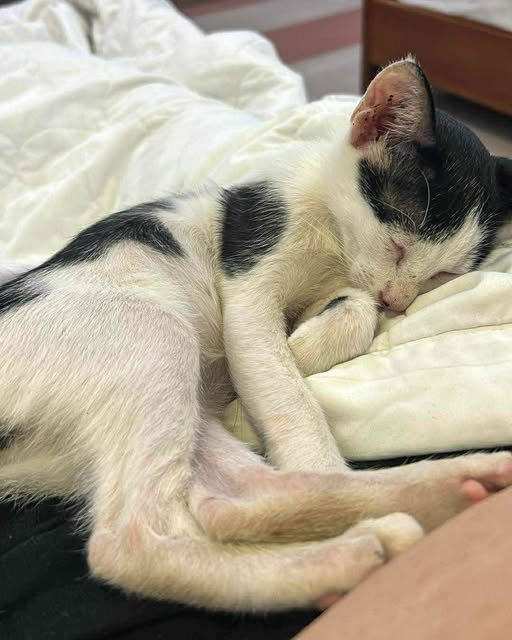 🐾 From the Streets of Vietnam to a Forever Home in Canada