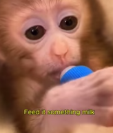 T0112043 poor baby monkey lost its mom #monkey #lovestory #wildanimals part2
