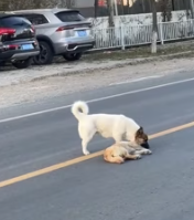 T0112004 dog stood beside his unfortunate friend did not leave_part2