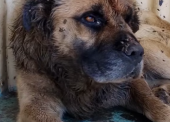 T3012016 way he snores without care in world now Rachael