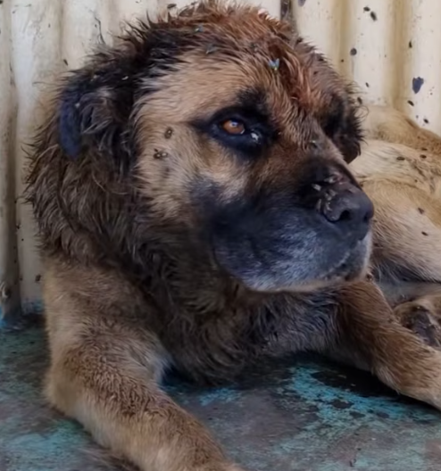 T3012016 way he snores without care in world now Rachael