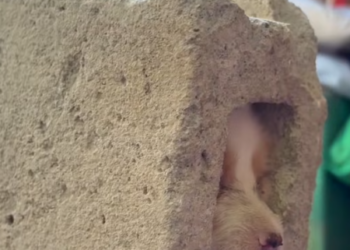 T3012017 Rescue dog #rescue #animals #adoptdontshop #petlover #dog #cutedog