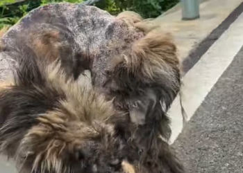 T3012018 found stray dog. Its whole body was covered wounds.