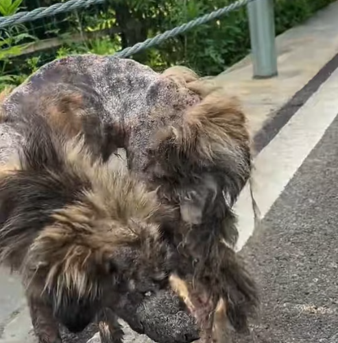 T3012018 found stray dog. Its whole body was covered wounds.