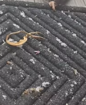 T0112003 In freezing cold little squirrel still stood in front part2