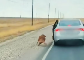 T3012019 saw dog being abandoned by its owner, then #rescue #animals