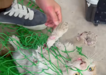 T3012020 Rescue cat #rescue #animals #adoptdontshop #petlover #cat #cutecat