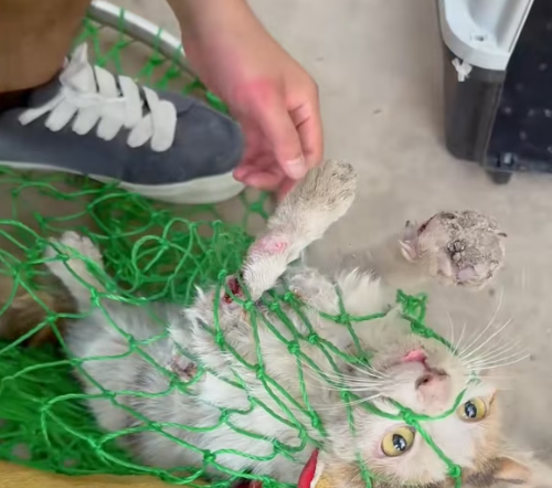 T3012020 Rescue cat #rescue #animals #adoptdontshop #petlover #cat #cutecat