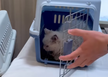 T3012021 Rescue cat #rescue #animals #adoptdontshop #petlover #cat #cutecat