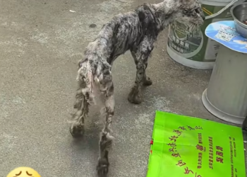 T3012022 found very thin stray cat.It looking food everywhere.