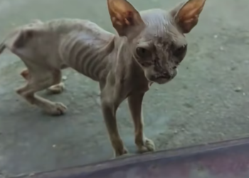 T3012023 found very thin stray cat.It so pitiful.