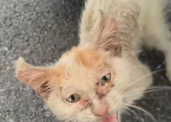 T3012024 found stray cat by roadside.It was so pitiful decided