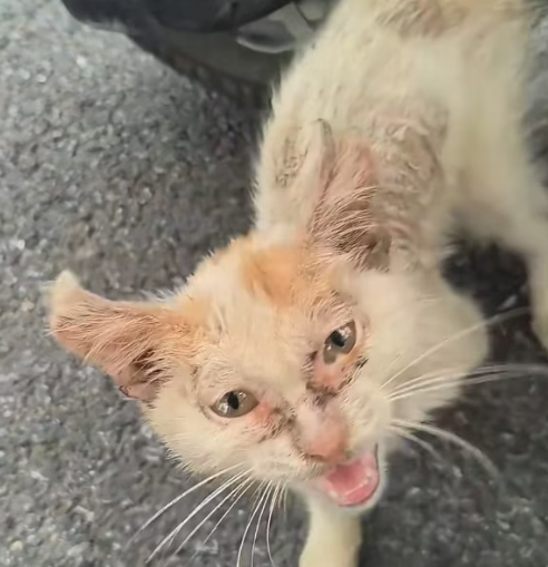 T3012024 found stray cat by roadside.It was so pitiful decided