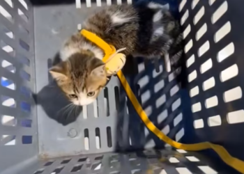 T3012025 Man rescue kitten decided to adopt it #rescueanimals