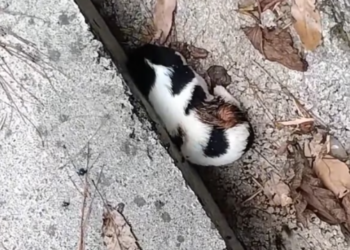 T3012026 girl rescue poor kitten she is decided to adopt it