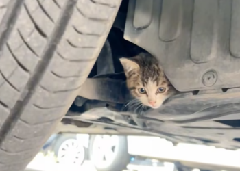 T3012027 rescue poor kitten kitten is very cute happy ending #kitten