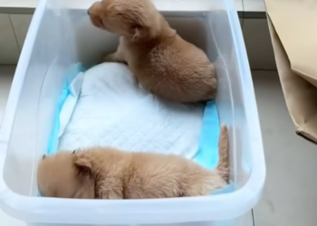 T3012028 Rescue tow poppies, If you also like these little guys, please help