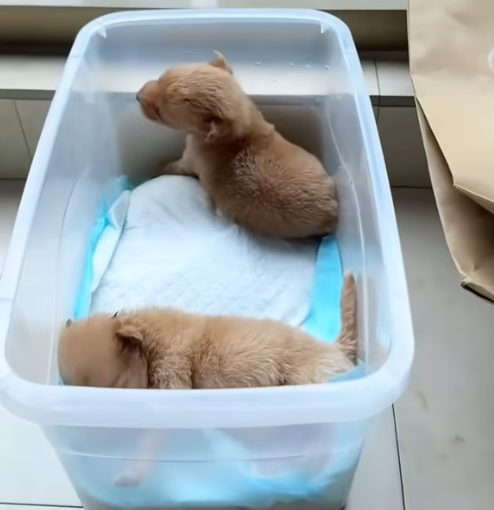 T3012028 Rescue tow poppies, If you also like these little guys, please help