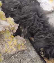 T0112002 dog was exhausted hunger cold. couldn take it home_part2