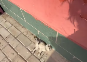 T3012030 found poor little kitten, then #rescue #animal #fyp #cat