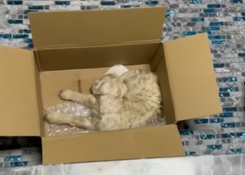 T3012031 saw poor little fellow on stone slope took it back.